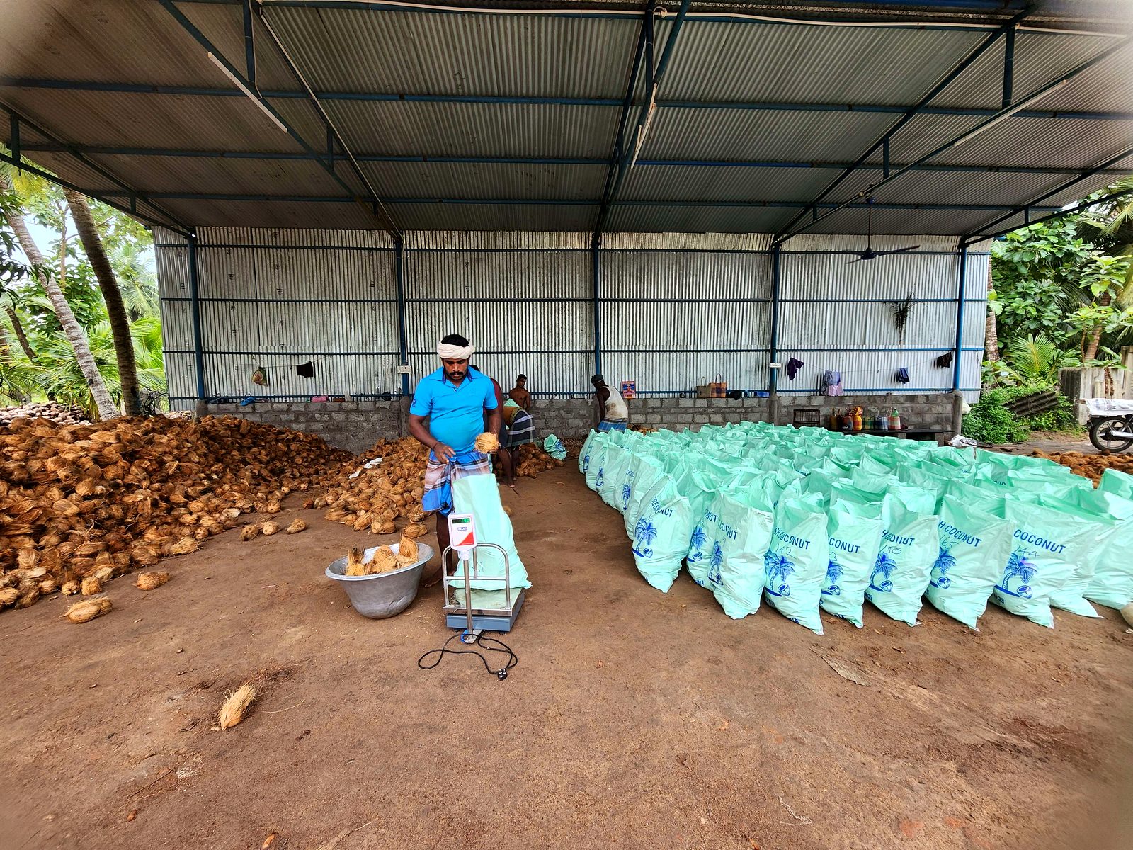 Packing hall with sacks staged for dispatch