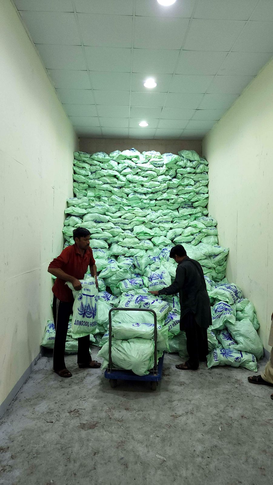 Workers bagging fresh coconuts into branded export sacks