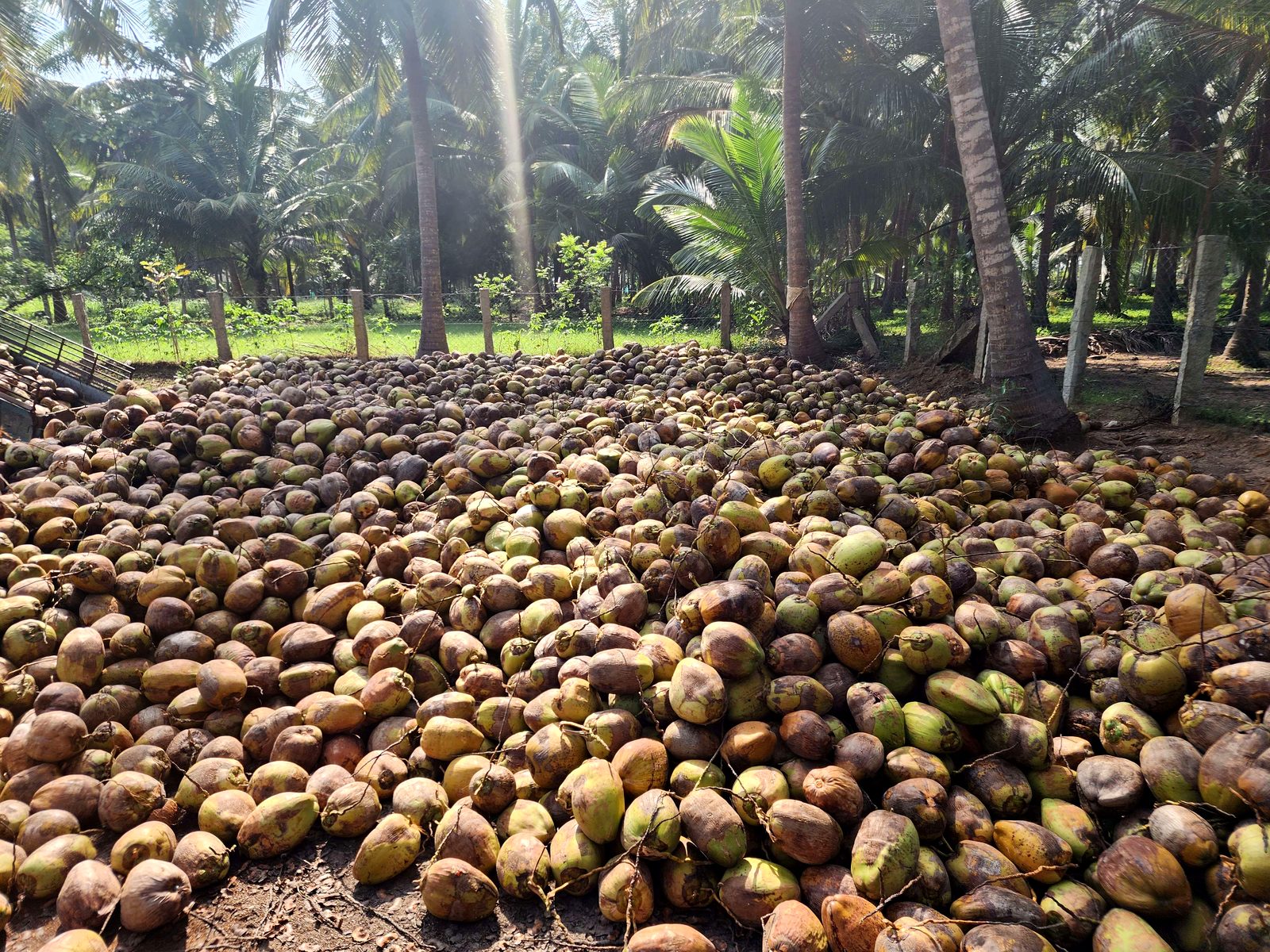 Freshly harvested coconuts spread across the grove floor