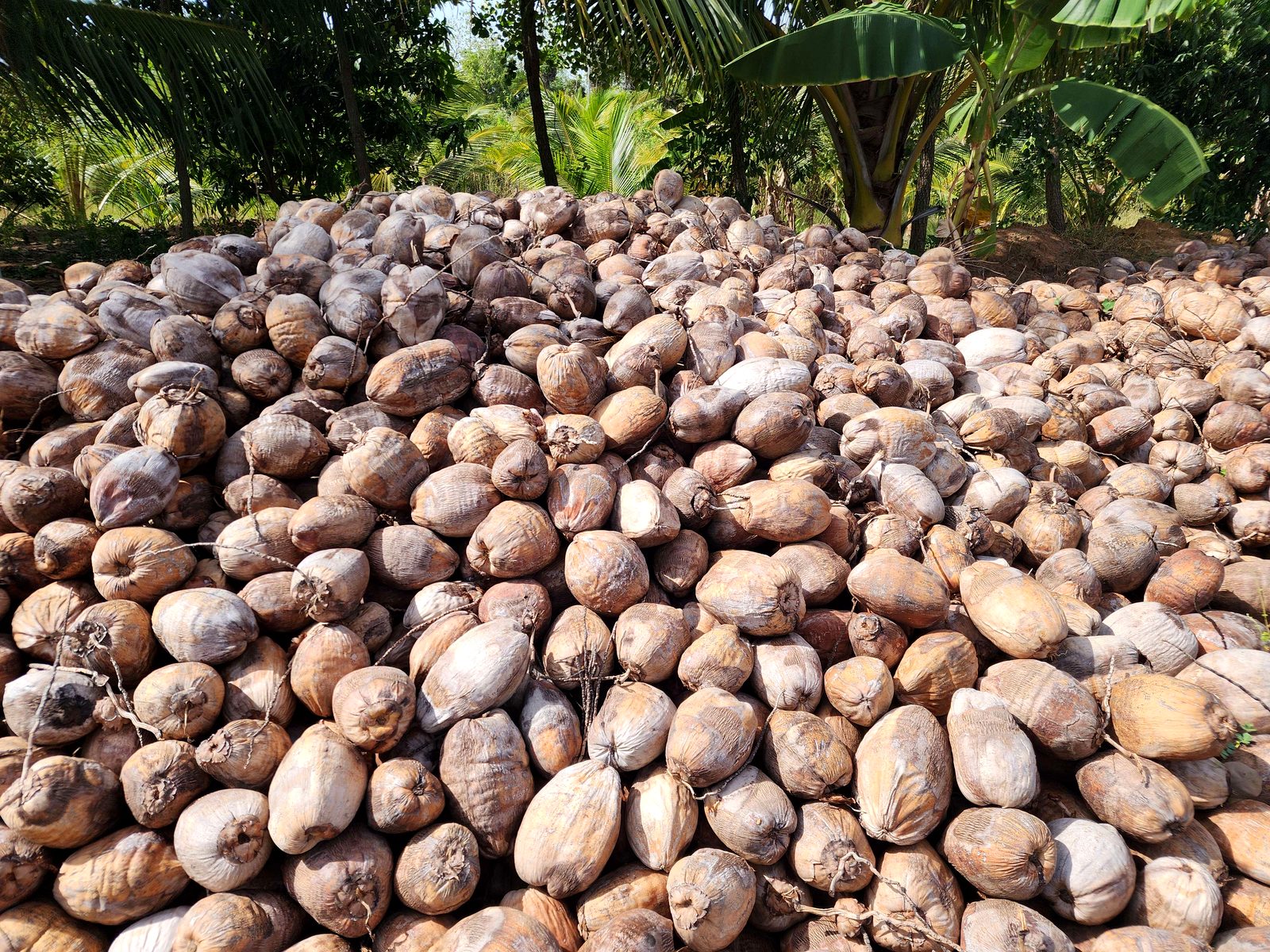 Large field pile of semi-husked coconuts