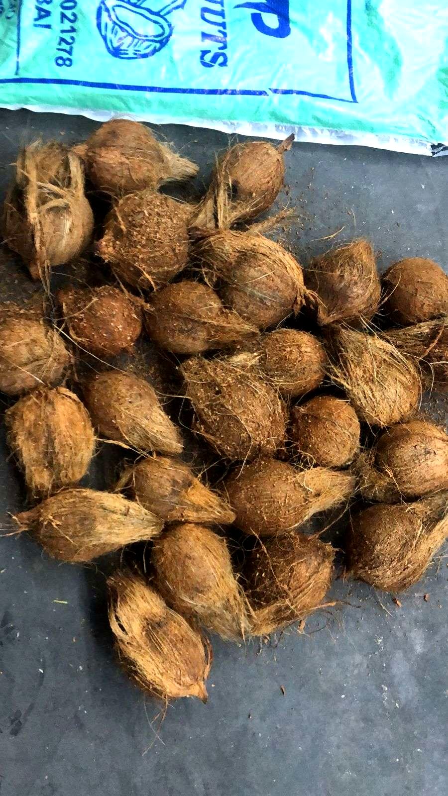 Pile of mature husked coconuts collected for grading