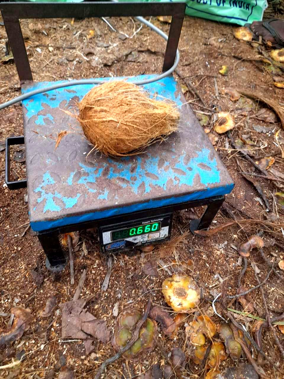 A single coconut on a digital weighing scale