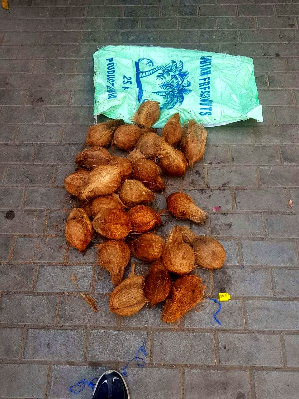 Coconuts laid out on the floor for sorting
