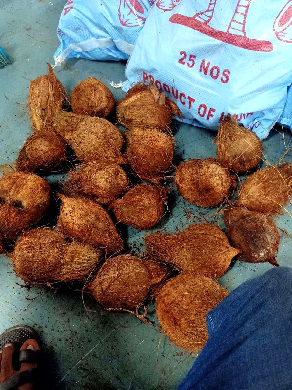 Coconuts in 'Product of India' export bags
