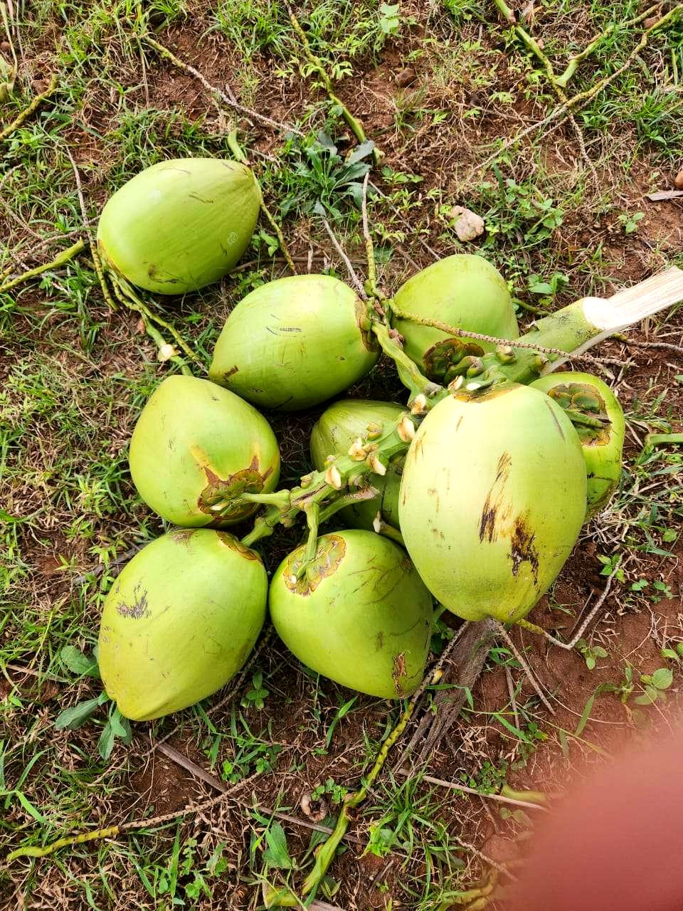 Cluster of tender green coconuts fresh from the palm