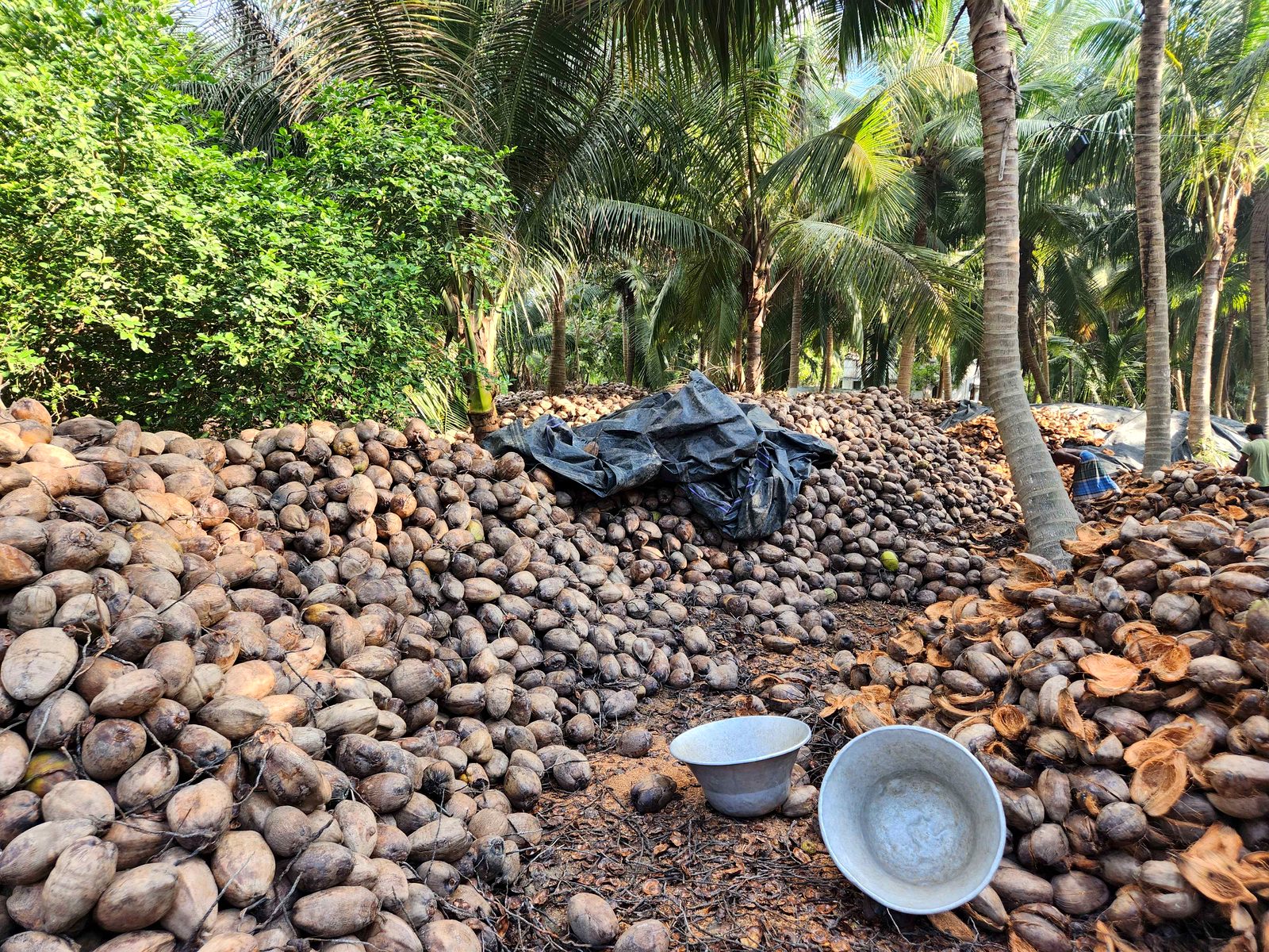 De-husking yard with coconuts and palms behind