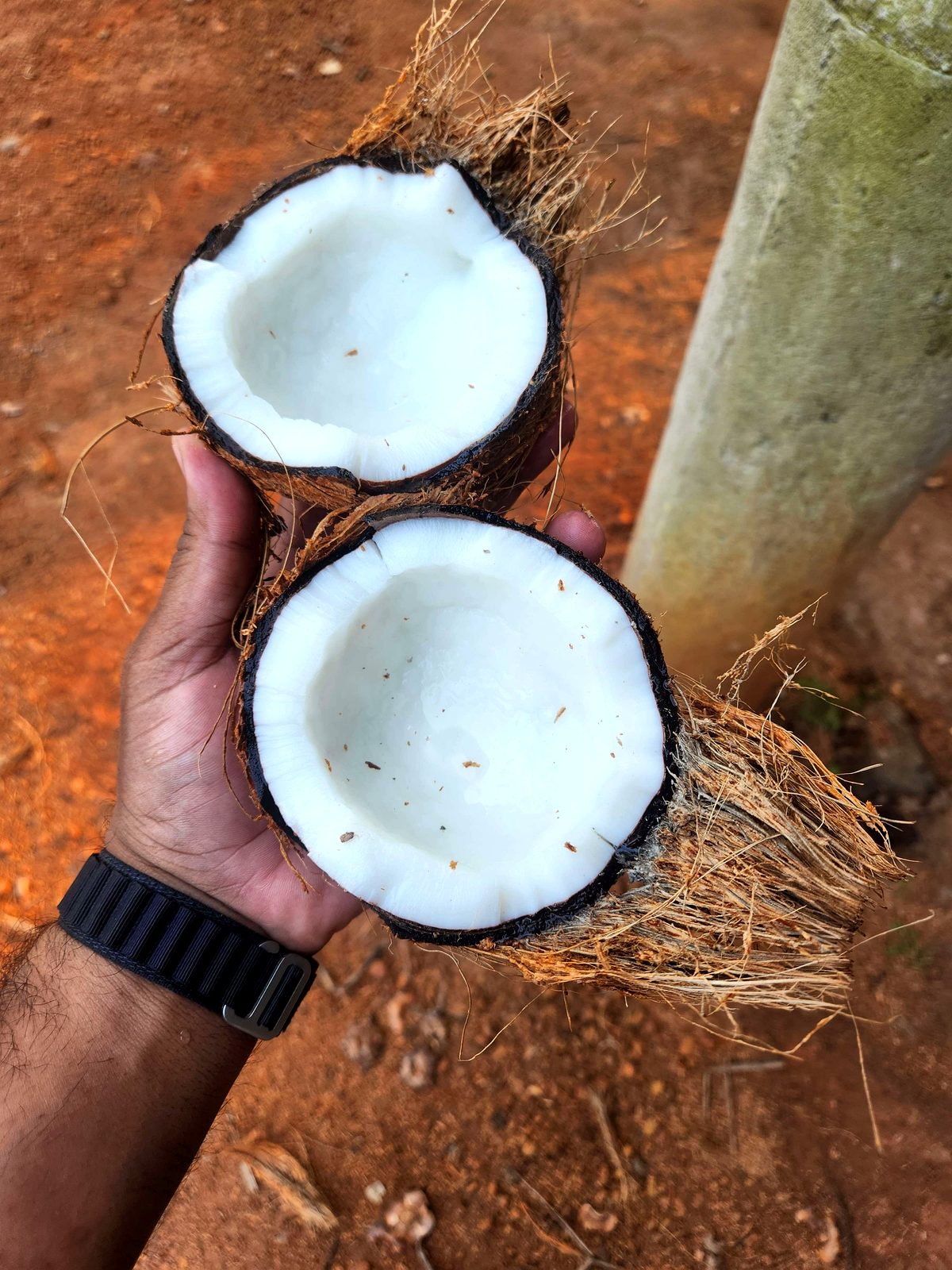 Hand holding a split coconut showing the white kernel