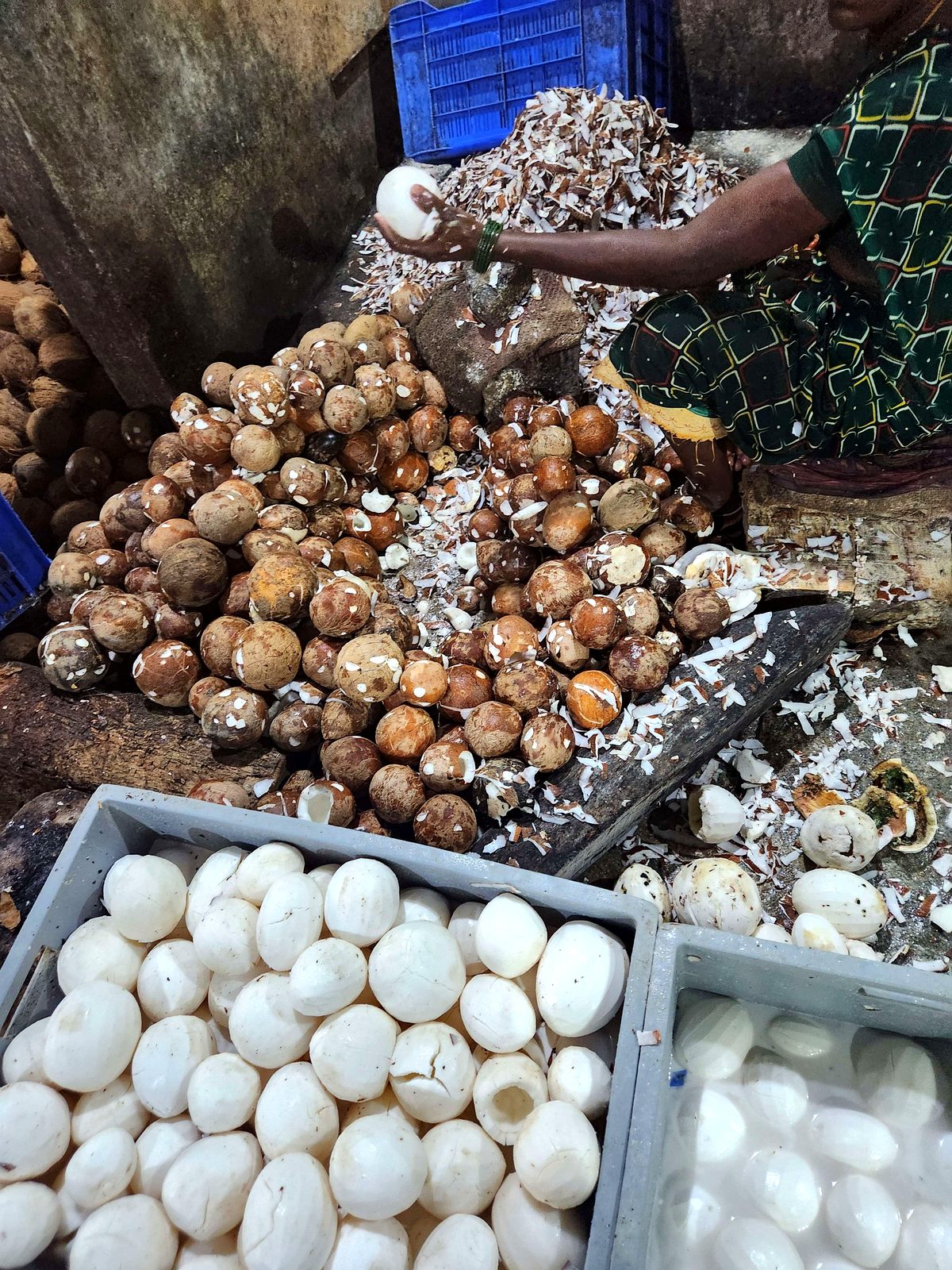 Crates of shelled and peeled coconuts during processing