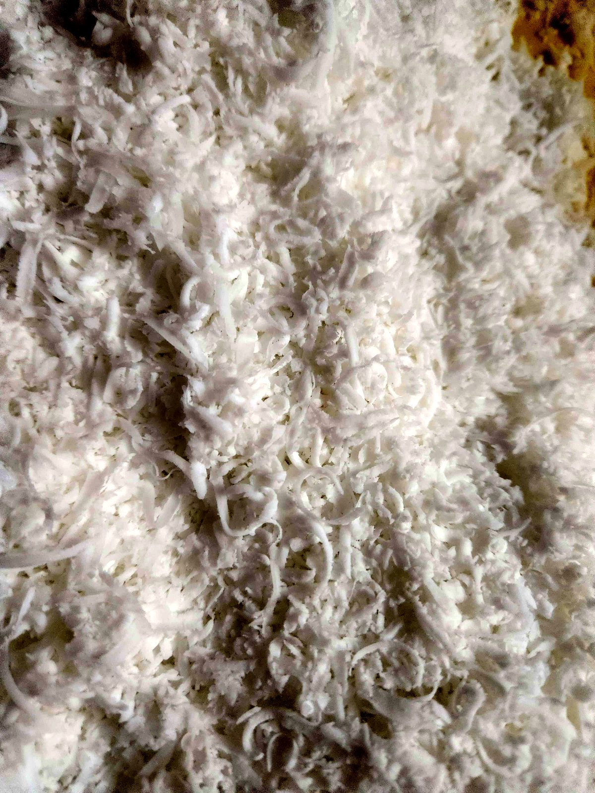 Freshly grated coconut in a crate, ready for drying