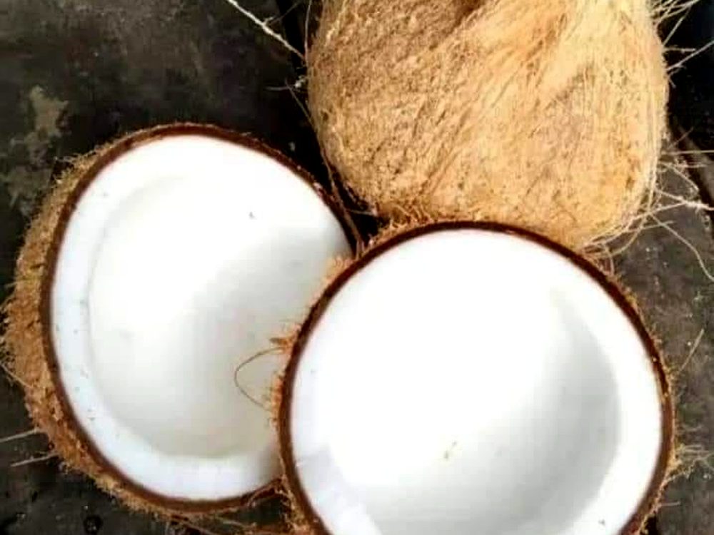 Semi-Husked Coconuts — export-grade coconut products