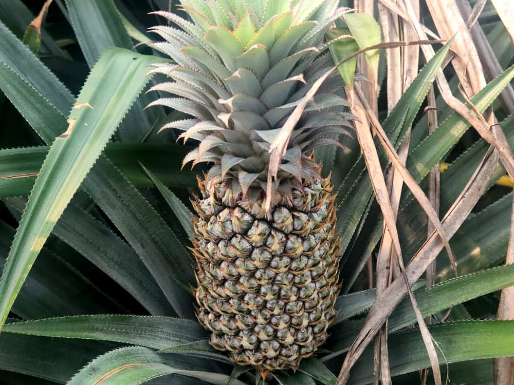 Fresh Pineapples — export-grade fresh fruits