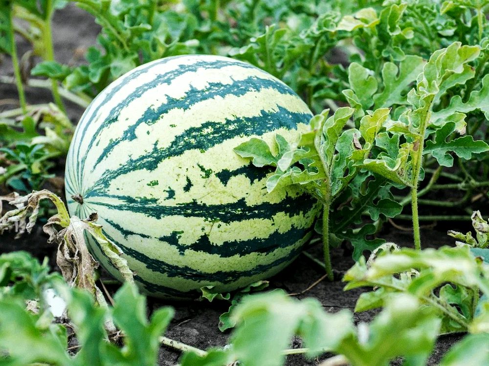 Watermelons — export-grade fresh fruits